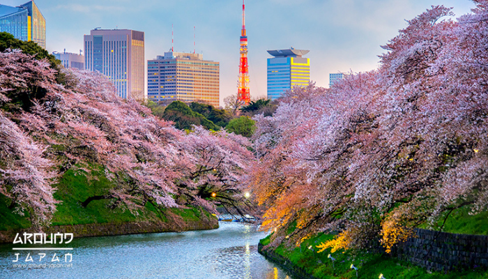 5 สถานที่ชมซากุระสวยที่สุดในญี่ปุ่น งาน ฮานามิ เป็นคำเรียกการชมดอกซากุระในช่วงฤดูใบไม้ผลิที่ถือที่คนญี่ปุ่นจะออกมากางเสื่อเพื่อปิกนิกกัน