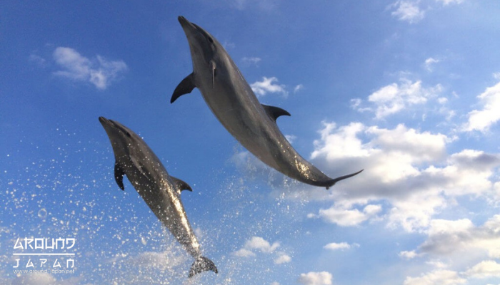 จังหวัดคางาวะ ประเทศญี่ปุ่น ศูนย์ฝึกปลาโลมา Japan Dolphin Center